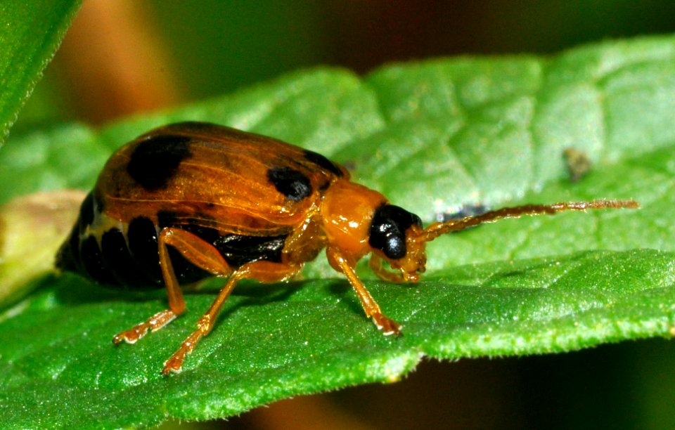 Phyllobrotica-quadrimaculata-03-fws