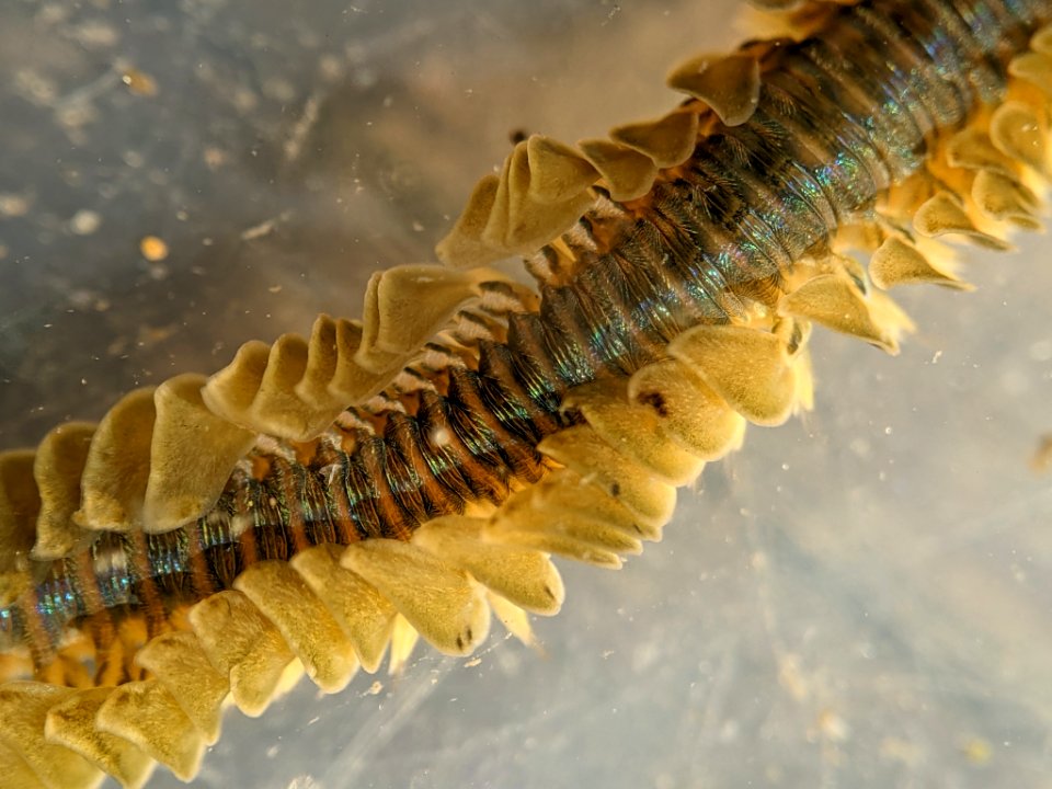 Phyllodoce medipapillata 112584083