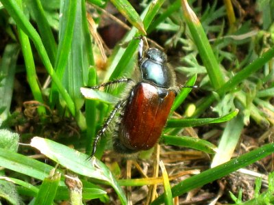 Phyllopertha horticola (Scarab beetle sp.), Nijmegen, the Netherlands photo