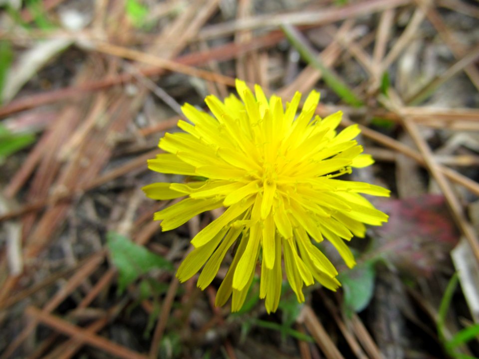 Photo-OutdoorImage-Adobe-Yellow-Flower