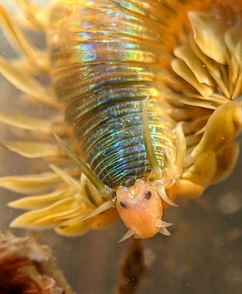 Phyllodoce medipapillata 112584134