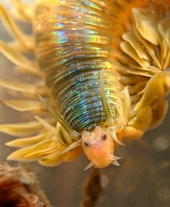 Phyllodoce medipapillata 112584134
