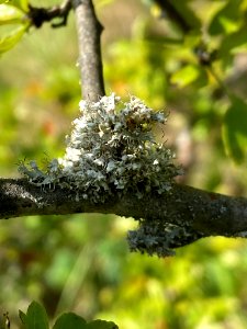 Physcia adscendens 95010420