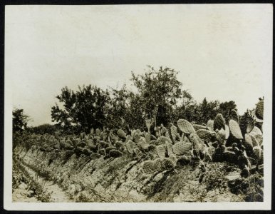 PHOTOS TAKEN SOUTH OF GAZA. Typical views of the cactus hedges and narrow pathwa, Bestanddeelnr 158-1556