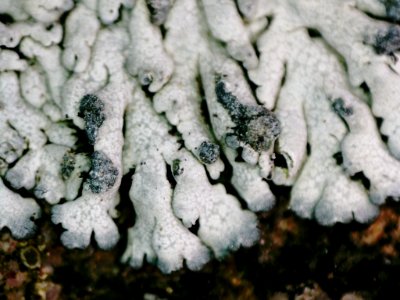 Physcia caesia 117797665