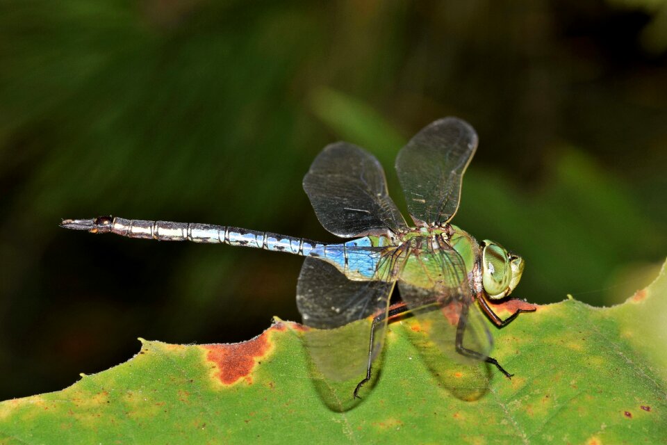 Flying insect wings close up