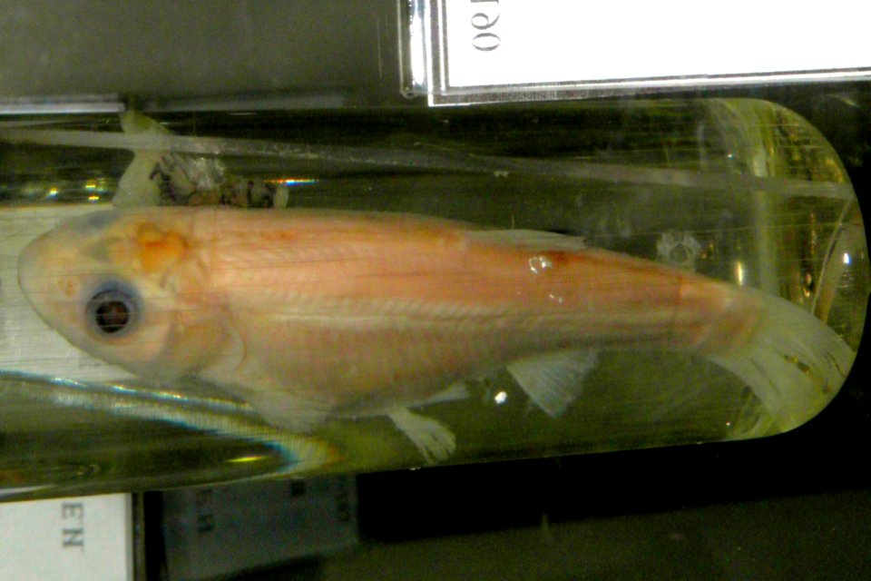 Phoxinus czekanowskii