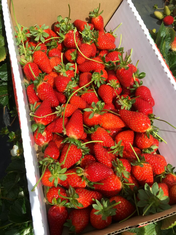 Harvest fruit red