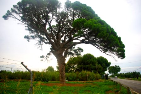 Pi de Bofarull2