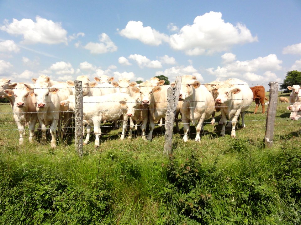 Piacé (Sarthe) La Morillonnerie, vaches