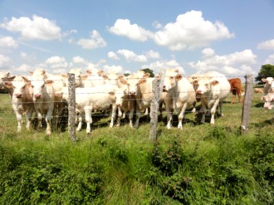 Piacé (Sarthe) La Morillonnerie, vaches