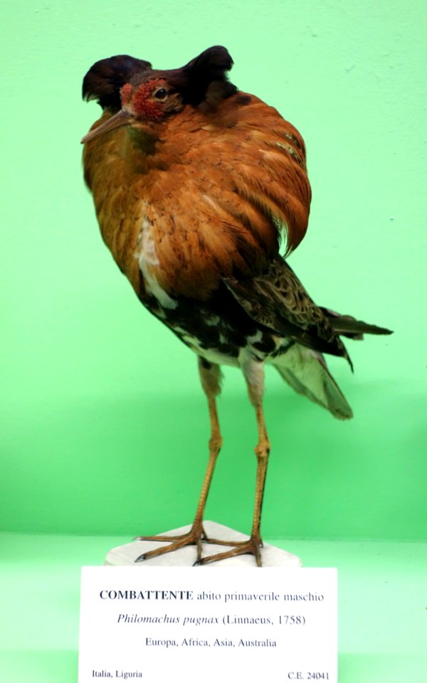 Philomachus pugnax (male, spring habit) - Museo Civico di Storia Naturale Giacomo Doria - Genoa, Italy - DSC03112