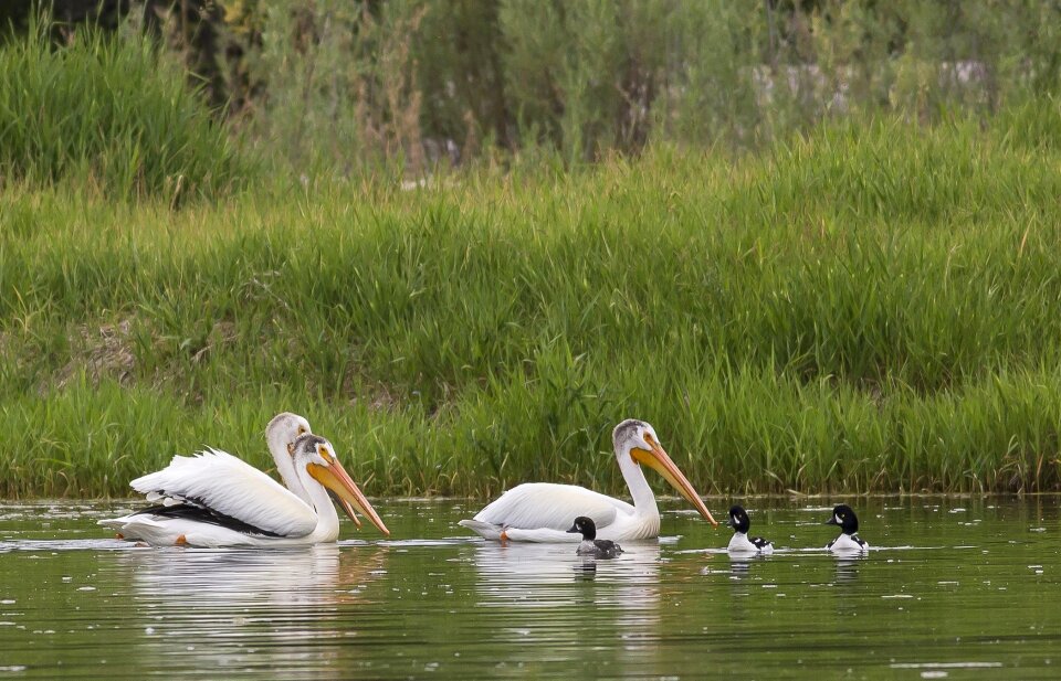 Birds floating snake river