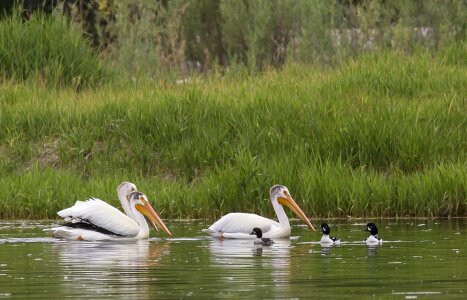 Birds floating snake river