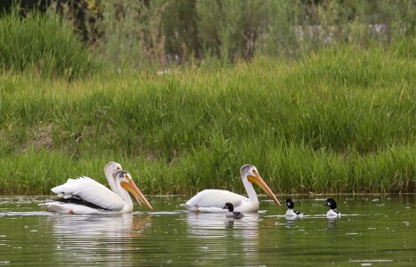 Birds floating snake river photo