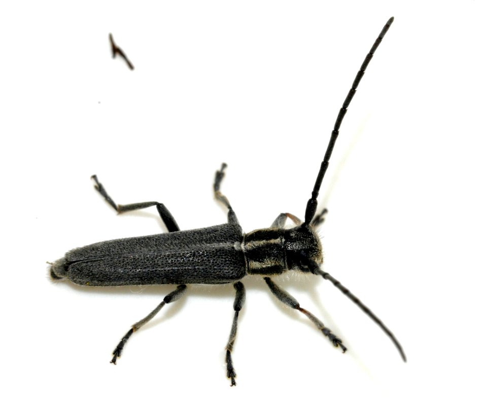 Phytoecia-nigricornis-05-fws