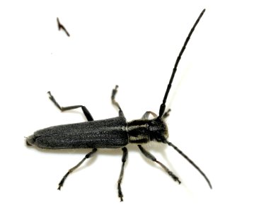 Phytoecia-nigricornis-05-fws