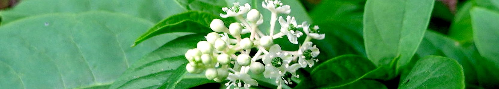 Phytolacca americana. Reader