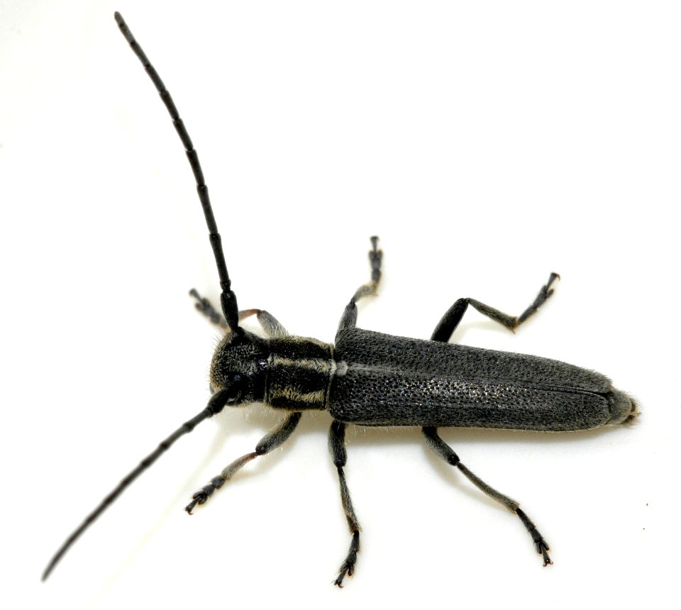 Phytoecia-nigricornis-01-fws