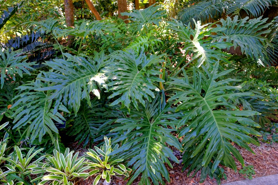 Philodendron bipinnatifidum - Marie Selby Botanical Gardens - Sarasota, Florida - DSC01772