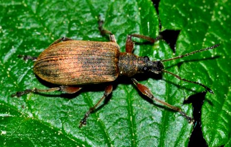 Phyllobius-glaucus-05-fws