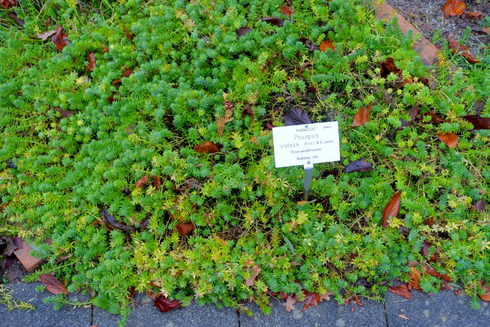 Phuopsis stylosa - Botanischer Garten - Heidelberg, Germany - DSC00846