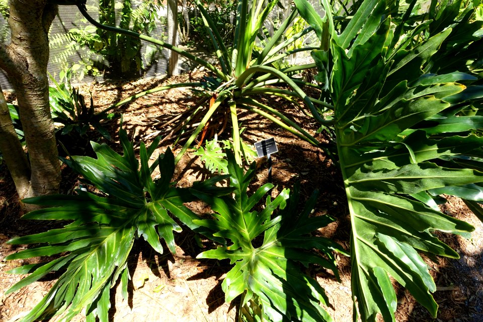 Philodendron bipinnatifidum (Philodendron selloum) - Naples Botanical Garden - Naples, Florida - DSC09588