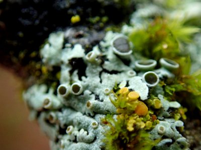 Physcia aipolia 106345942