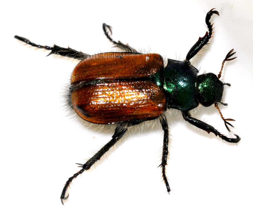 Phyllopertha-horticola-09-fws