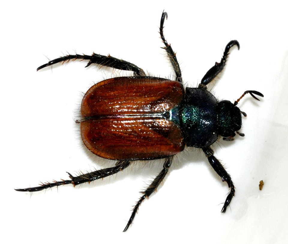 Phyllopertha-horticola-05-fws