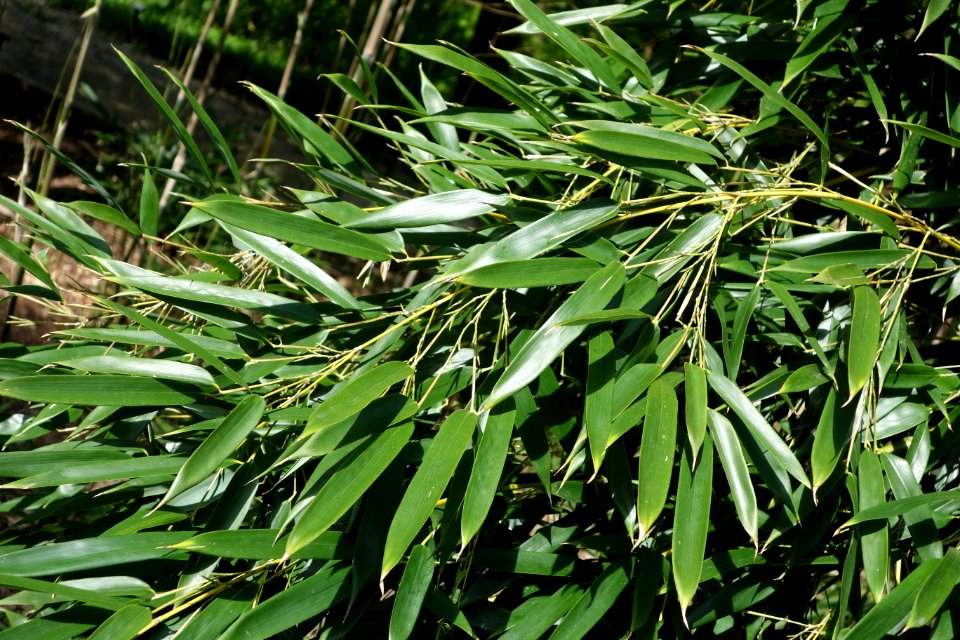 Phyllostachys aureosulcata - Stanley M. Rowe Arboretum - DSC03437