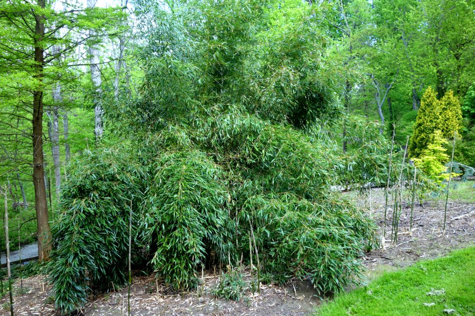 Phyllostachys aureosulcata - Stanley M. Rowe Arboretum - DSC03434