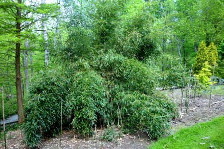 Phyllostachys aureosulcata - Stanley M. Rowe Arboretum - DSC03434