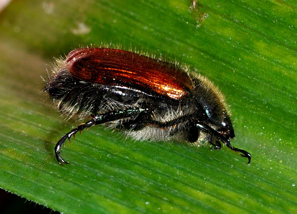 Phyllopertha-horticola-02-fws