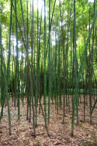 Phyllostachys bambusoides - Wangjianglou Park - Chengdu, China - DSC05955