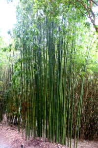 Phyllostachys bambusoides - Trebah Garden - Cornwall, England - DSC01440