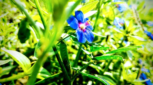 Green nature plant