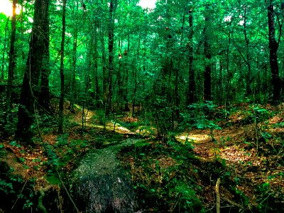 Photo-OutdoorImage-Adobe-Water-Fall-In-Forest