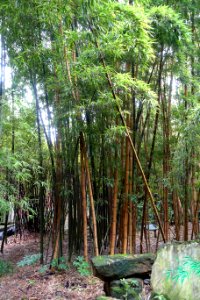 Phyllostachys vivax - Wangjianglou Park - Chengdu, China - DSC05881