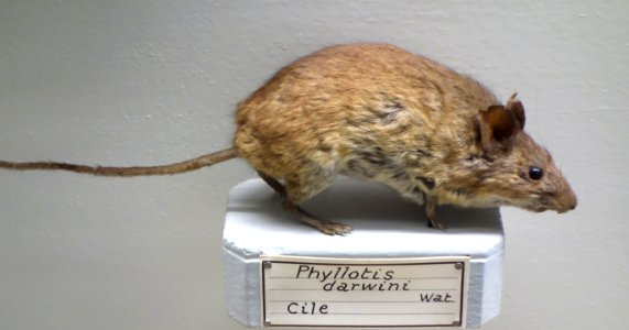 Phyllotis darwini - Museo Civico di Storia Naturale Giacomo Doria - Genoa, Italy - DSC02810