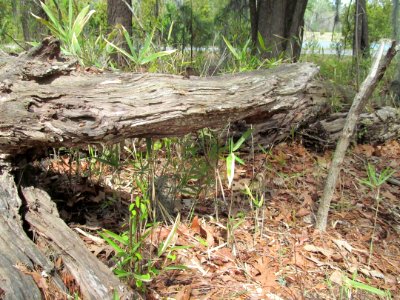 Photo-OutdoorImage-Adobe-Alligator-Stump-Open-Mouth
