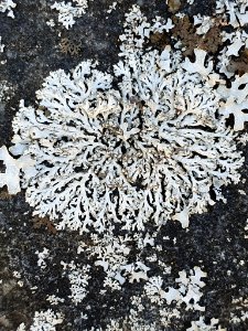 Physcia caesia 115179096