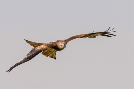 Nature animal raptor photo