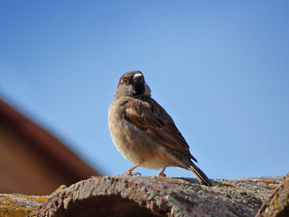 Bird roof texas