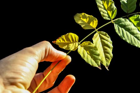 Green nature foliage