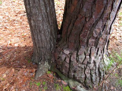 Photo-OutdoorImage-Two-Stump