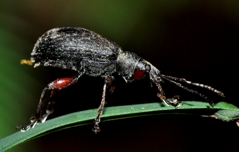 Phyllobius-glaucus-03-fws