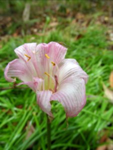 Photo-OutdoorImage-Adobe-Pink-Flower-with-Green-Background photo