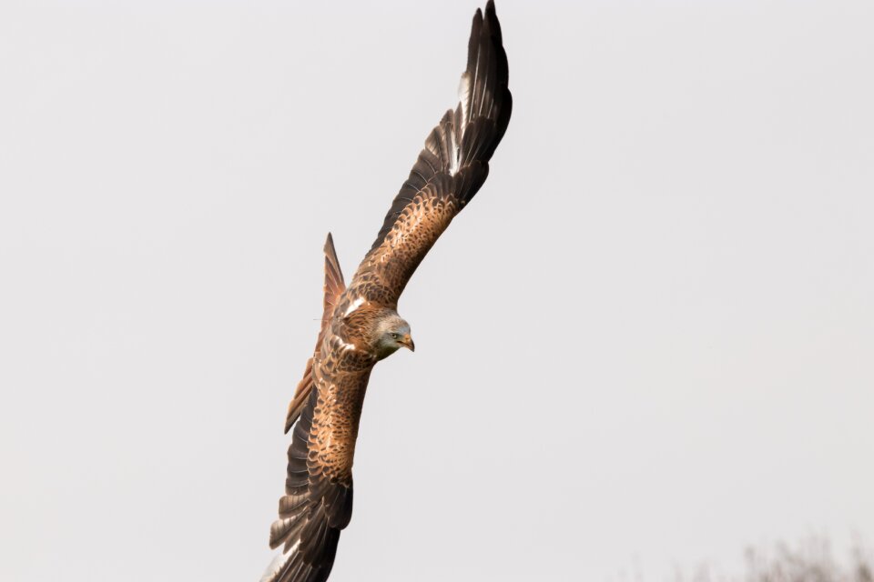 Nature animal raptor
