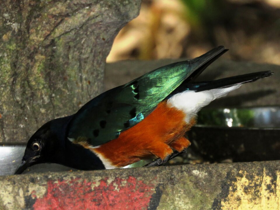 Feed eating beautiful